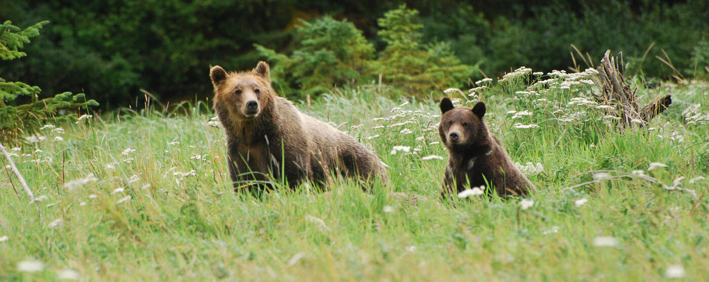 Great Bear Rainforest - Holidays to Northern British Columbia
