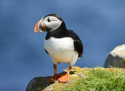 Bay Bulls Puffin and Whale Watch Tour