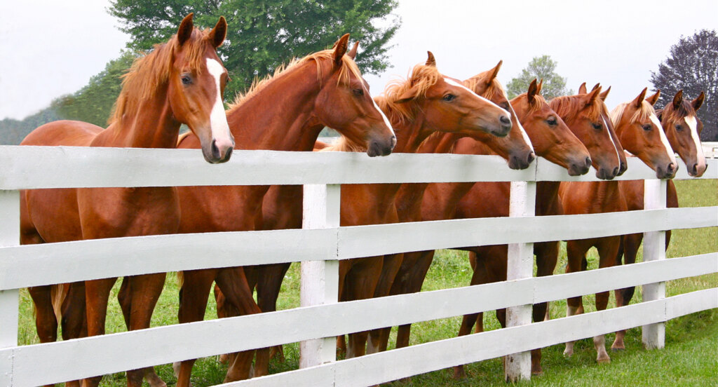 Saddlebreds at Fence. Kentucky Holidays