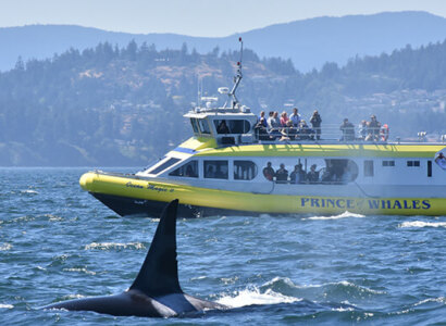 Vancouver Whale Watching Adventure