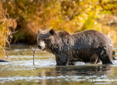 Multi-day Guided Bear & Nature Experiences at Quesnel River
