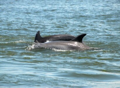 Tybee Island Dolphin Tour