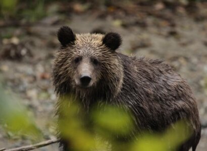 Campbell River Grizzly Tours