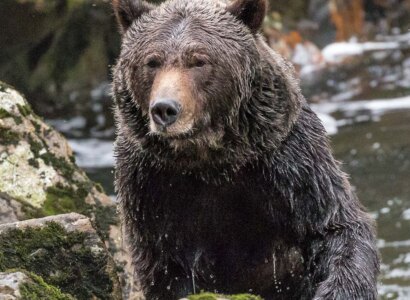 Grizzly Bears of the Wild: A First Nations Wildlife Journey into the Great Bear Rainforest