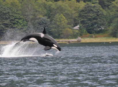 Campbell River Whale Watching Tours