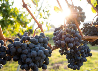 Private Wine Tasting Excursion in Temecula Valley from LA