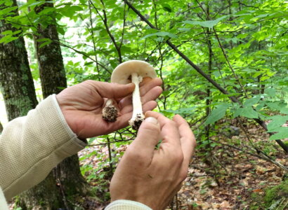 Foraging for wild edible mushrooms, Haliburton Forest & Wildlife Reserve, Ontario Holiday