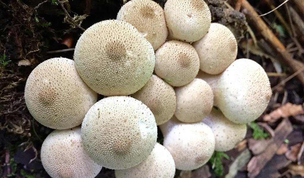 Foraging for wild edible mushrooms, Haliburton Forest & Wildlife Reserve, Ontario Holiday