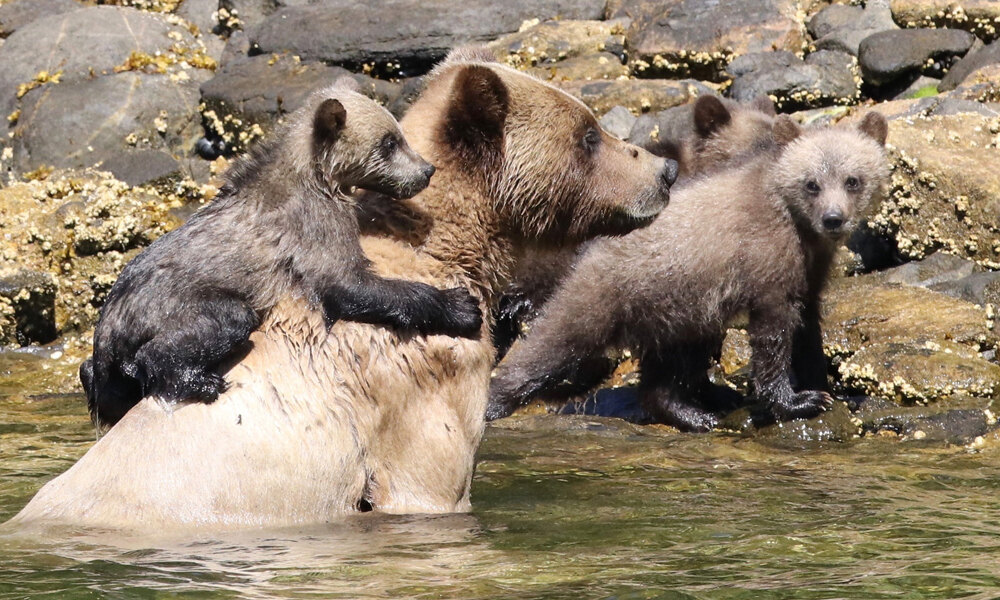 grizzly bear tours from prince rupert