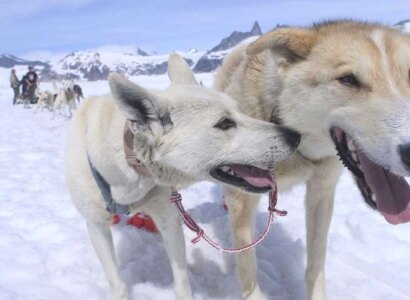 Helicopter Adventure with Dog Sledding from Palmer
