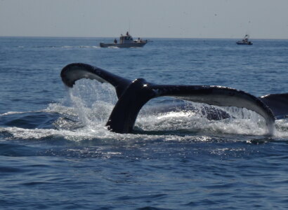 Provincetown Whale Watch Cruise from Provincetown