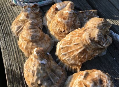 Oyster Farm Tour from Southold