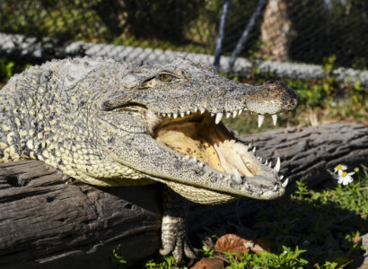 Everglades Express with Airboat Ride from Fort Lauderdale